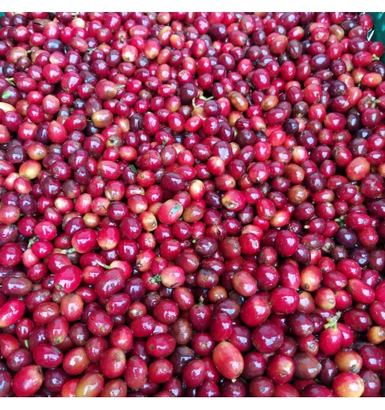Anserma coop, Siracusa lot (Colombia) - variety