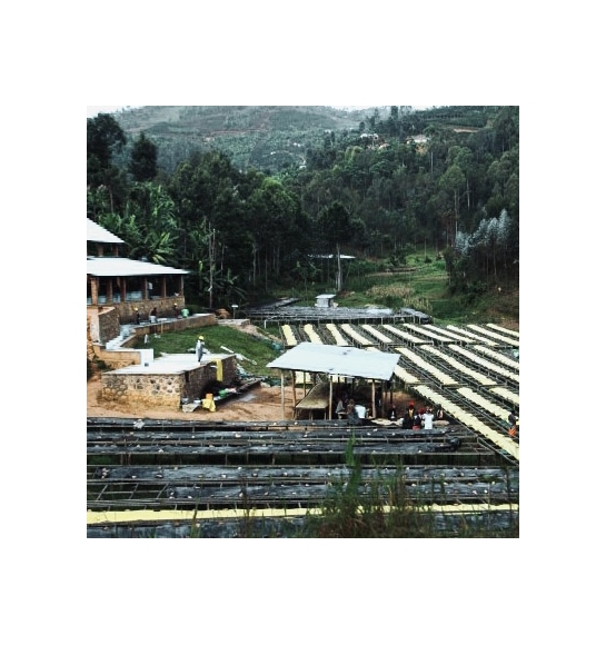 Kirambo, Lot 17 (Rwanda) - fermentation