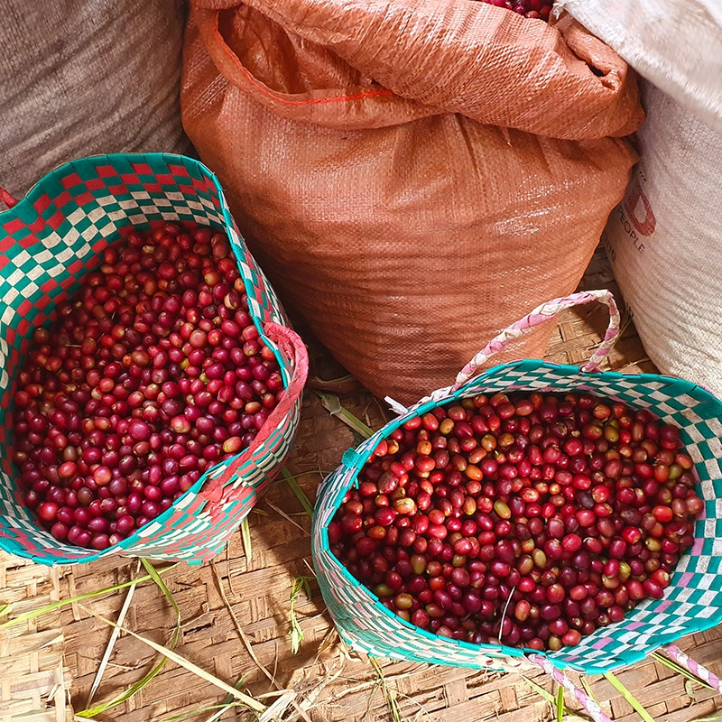 Wosasa (Ethiopia) - variety