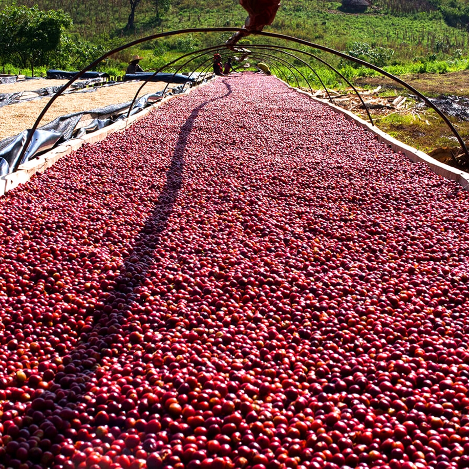 Gesha Village, Narsha GVA.3/2022 Lot (Ethiopia) - fermentation