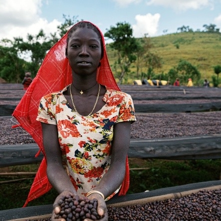 Gesha Village, Narsha GVA.3/2022 Lot (Ethiopia) - variety