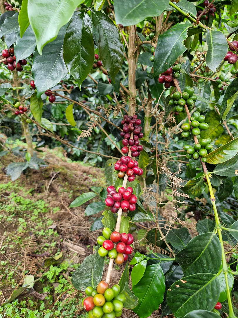 La Lucuma (Peru) - Marshell