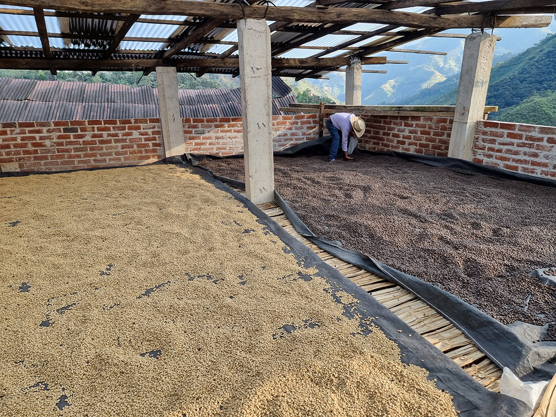 La Lucuma (Peru)  Fermentation