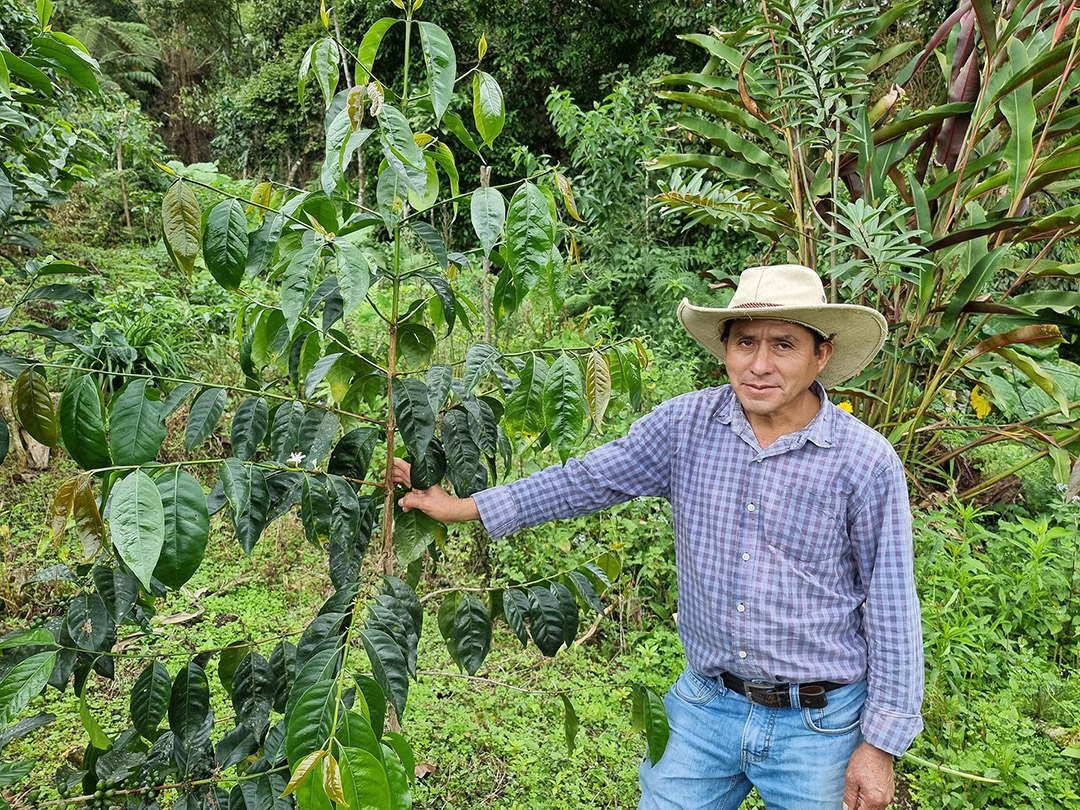 La Lucuma (Peru) - Story