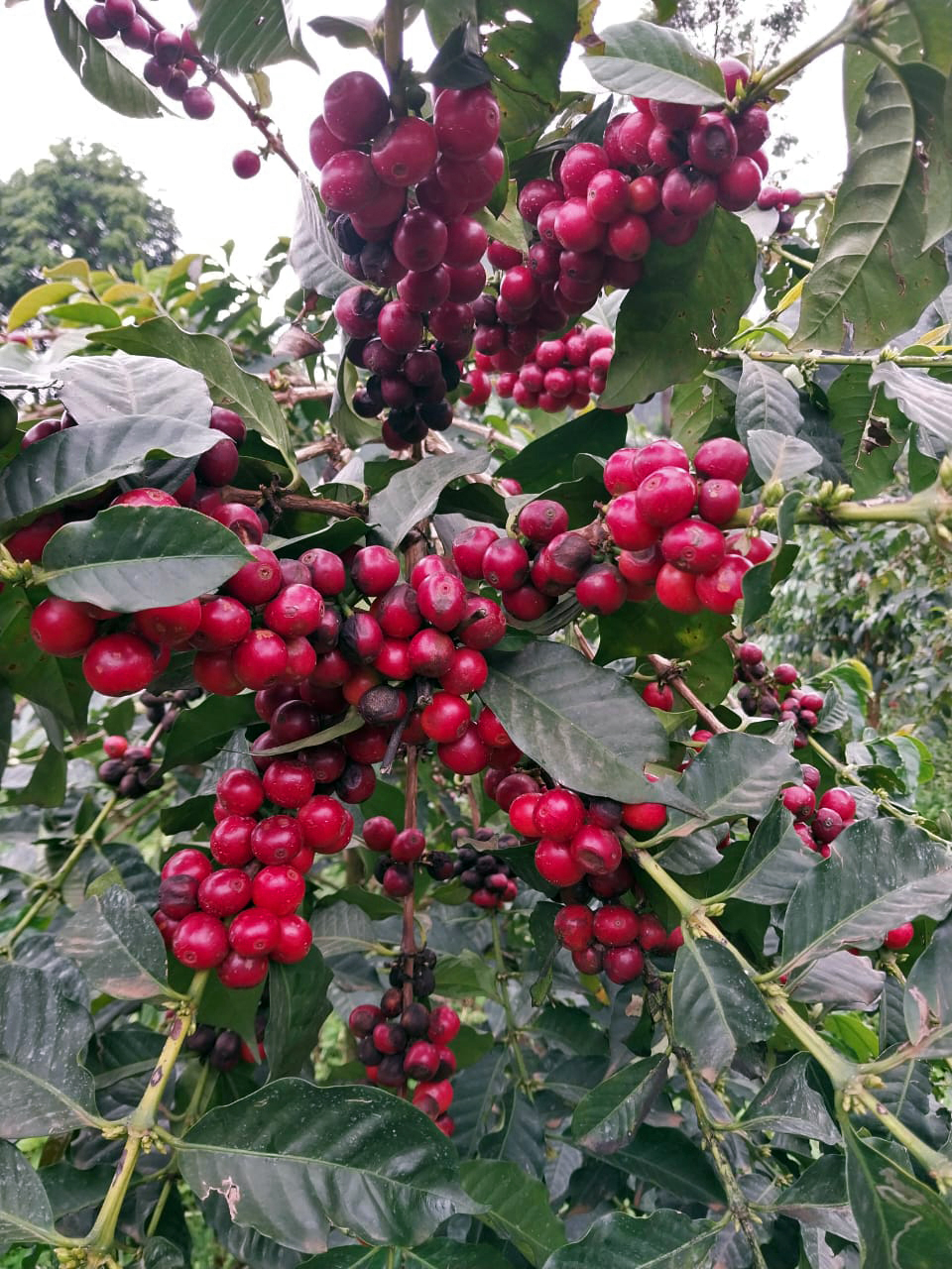 Mzungu Project, 22/23 crop (Uganda) Variety