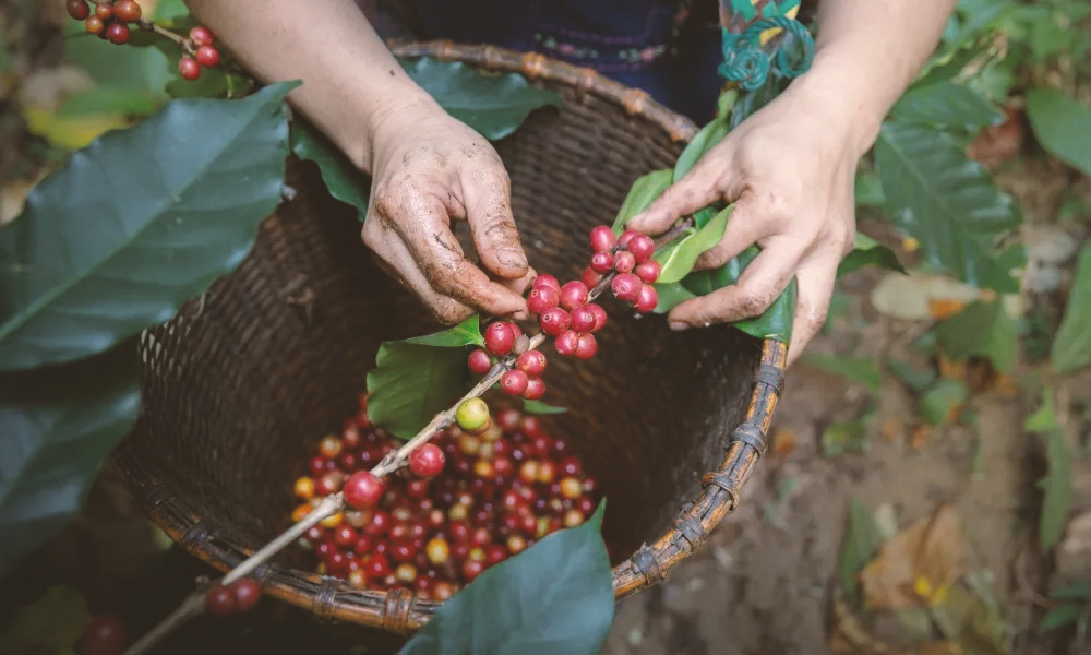 Fazenda Santa Margarida (Brazil) Variety