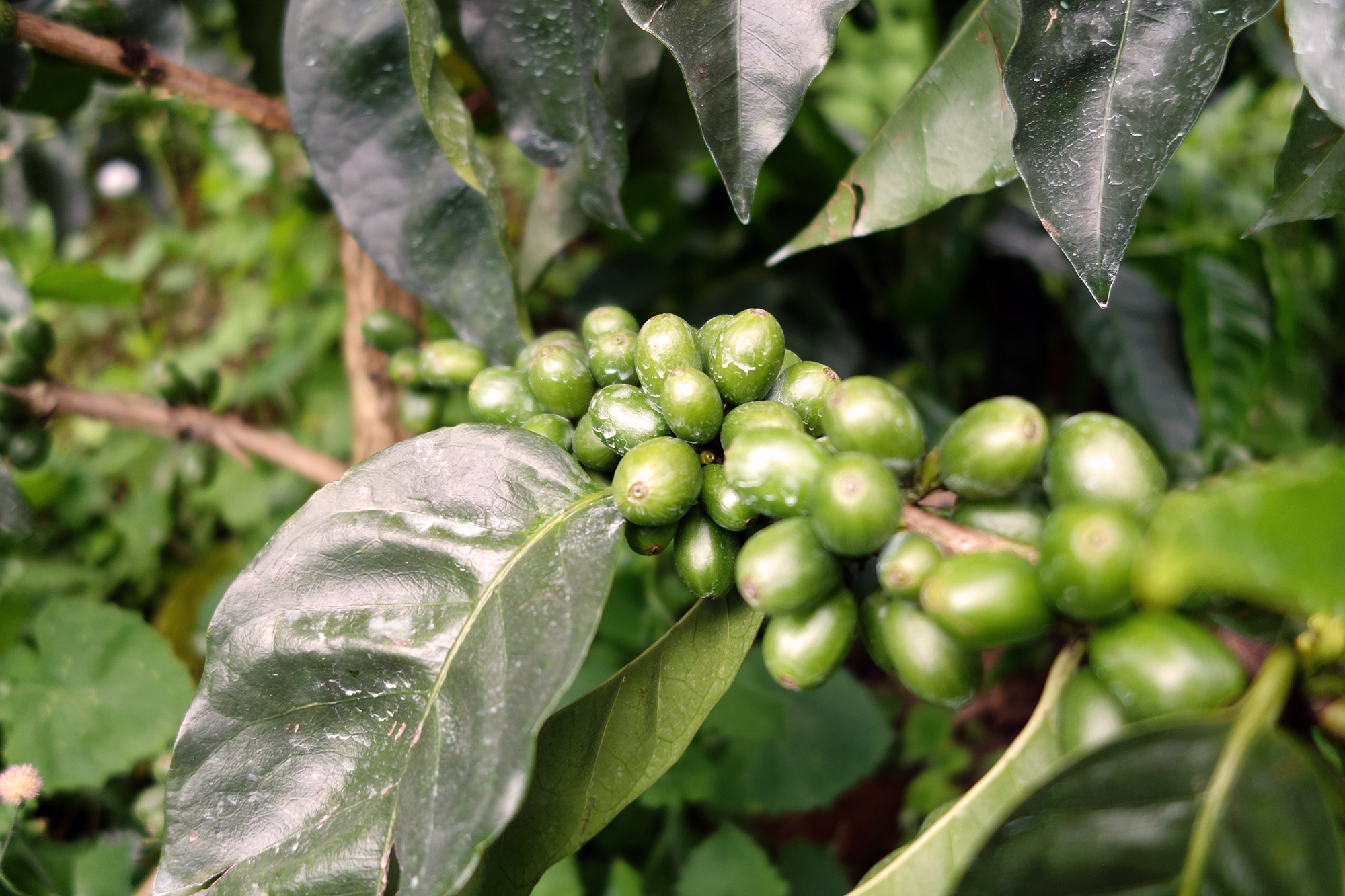 La Claudina (Colombia) Variety