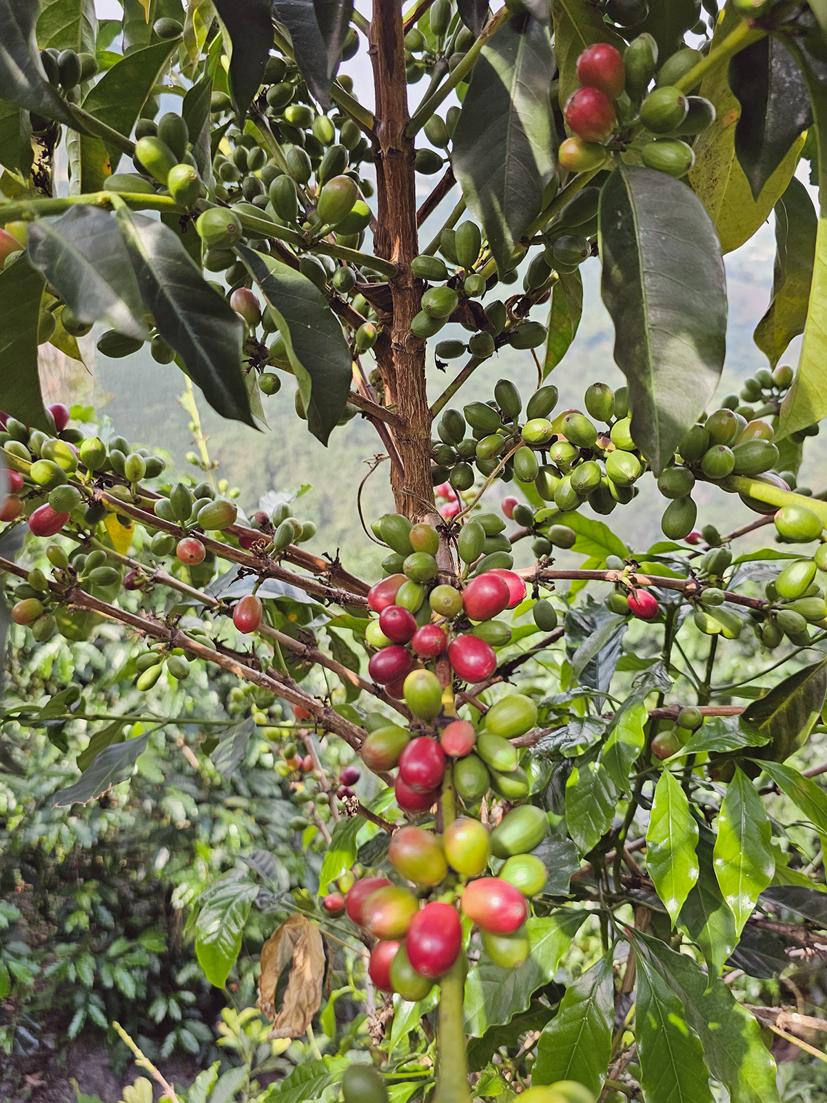 La Argentina, Gesha (Colombia)