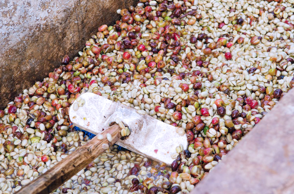 El Puente I (Guatemala) Fermentation