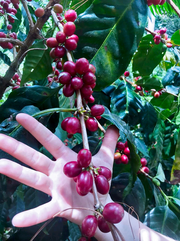 El Puente I (Guatemala) Variety