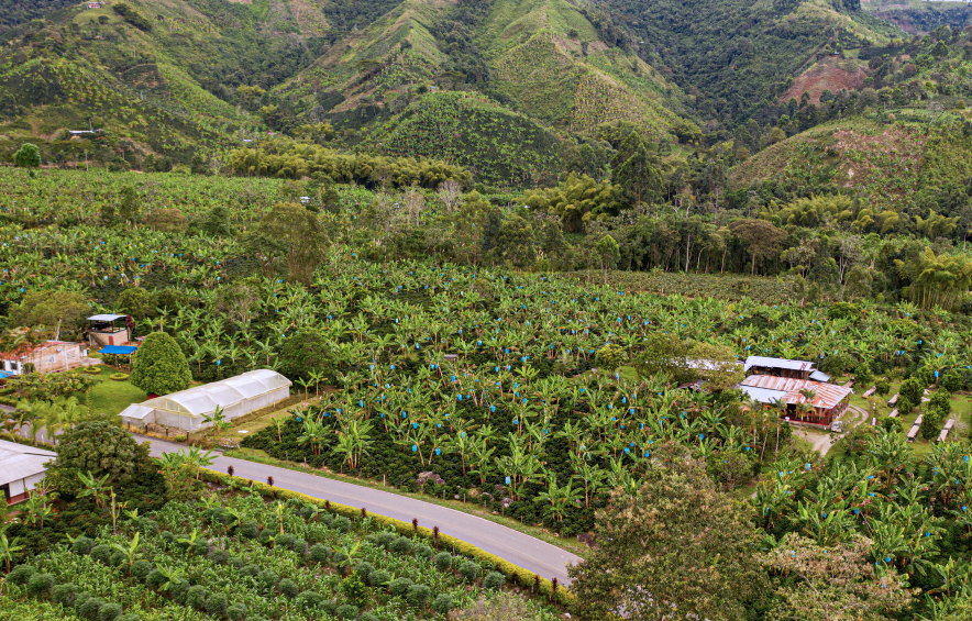 Milán, Lot 07-24-36 (Colombia) The Story