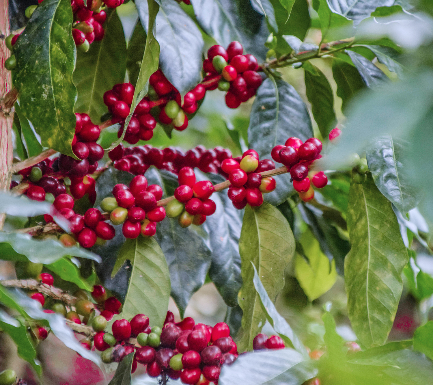 Milán, Lot 07-24-36 (Colombia) Variety