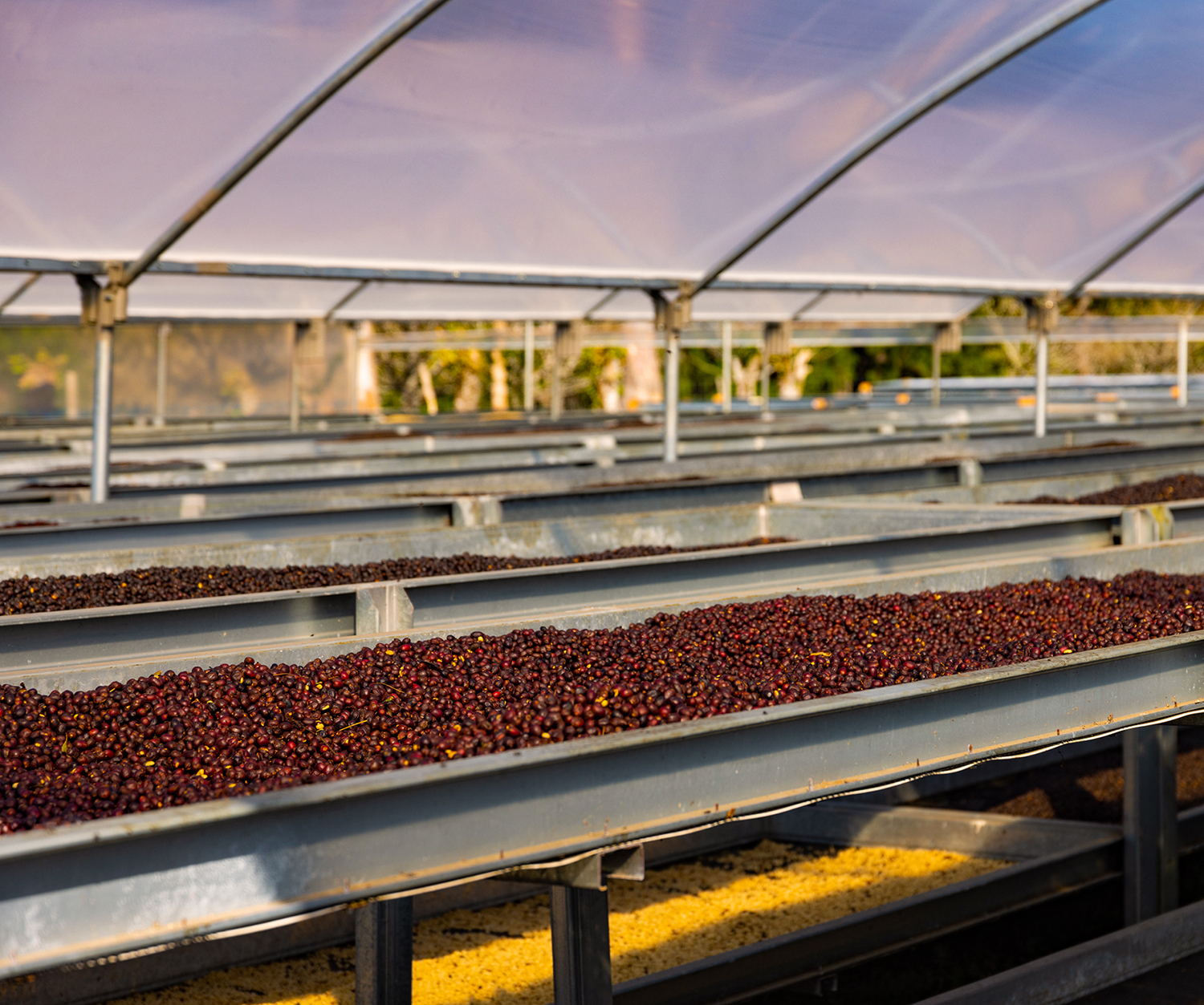 Hacienda La Esmeralda, El Velo Geisha Microlots (Panama)