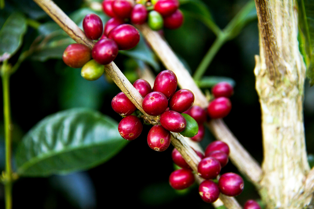 Finca Deborah, Horizon Geisha (Panama) The Variey