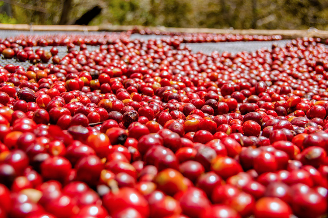 Finca Deborah, Horizon Geisha (Panama)