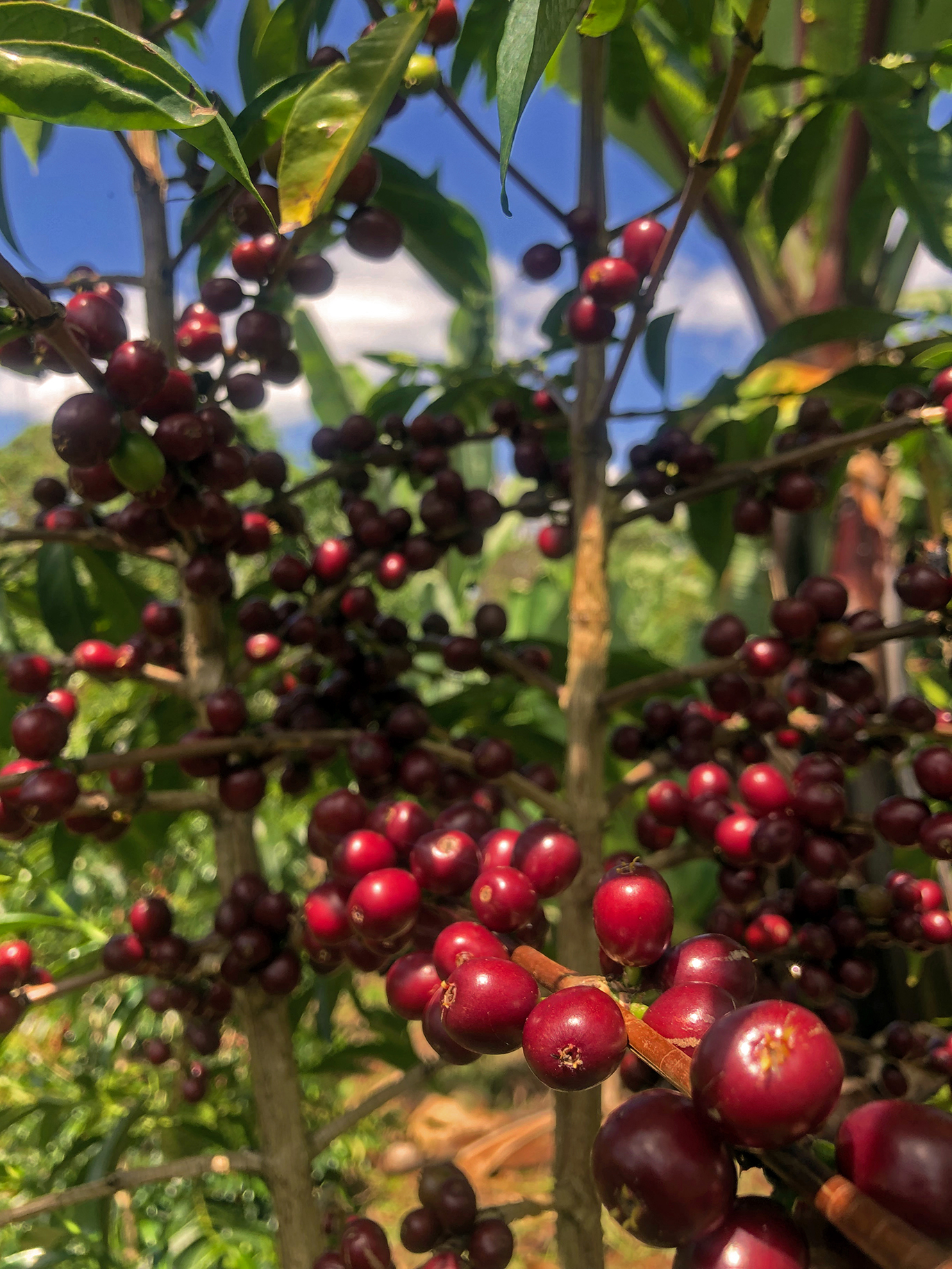 Worka Wuri (Ethiopia) Variety