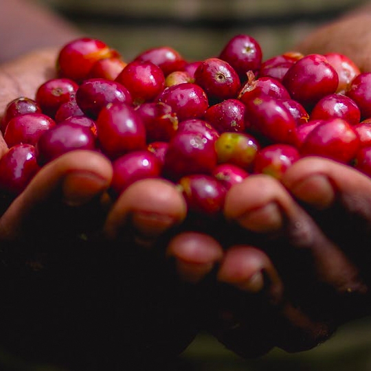 Kokeb Siwani (Ethiopia) - variety