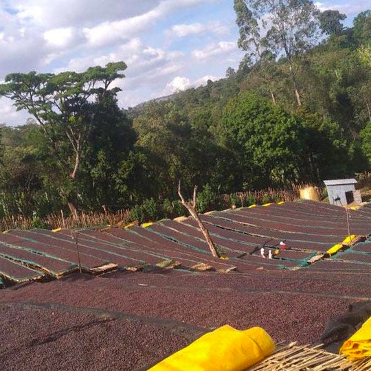 Kokeb Siwani (Ethiopia) Fermentation