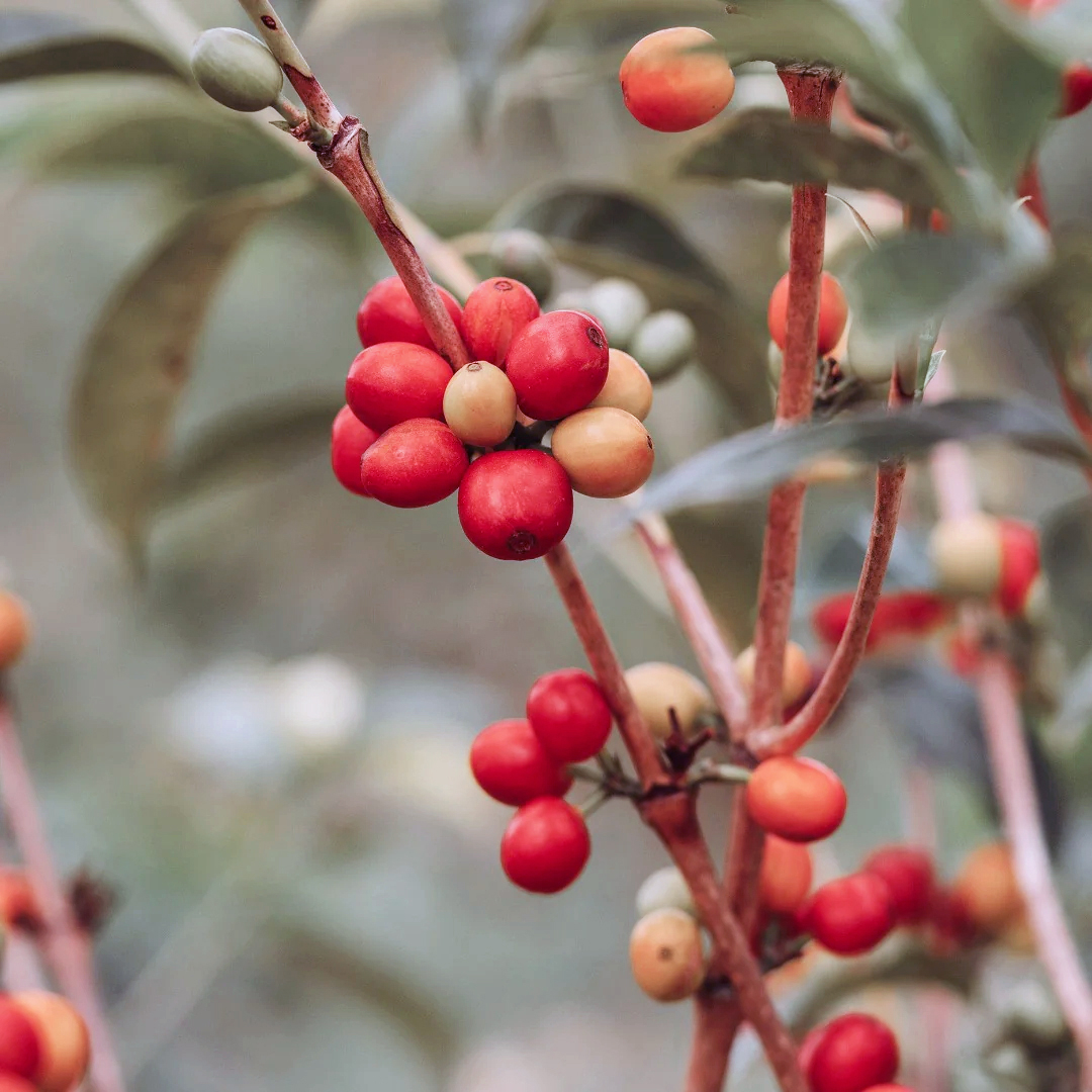 Villa Betulia (Colombia) Variety