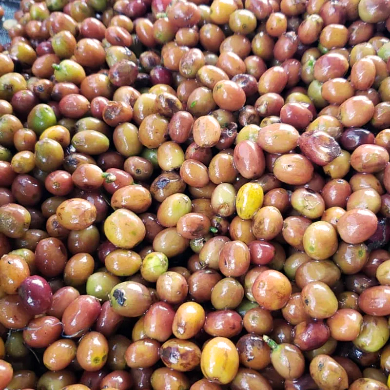 Villa Betulia (Colombia) Fermentation