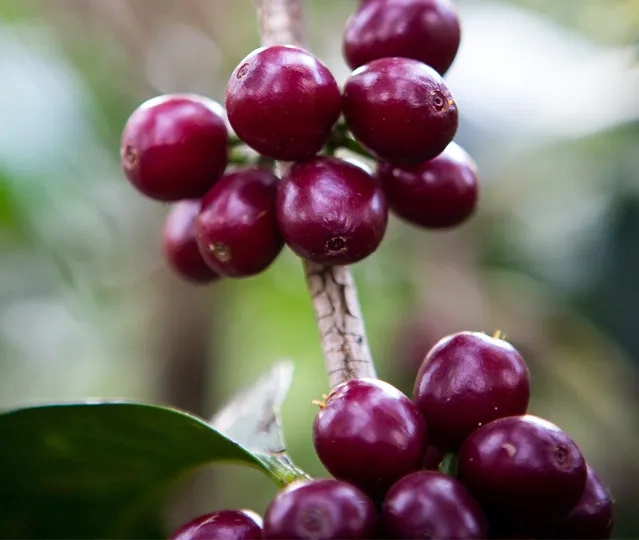 Konga Amederaro (Ethiopia) Variety