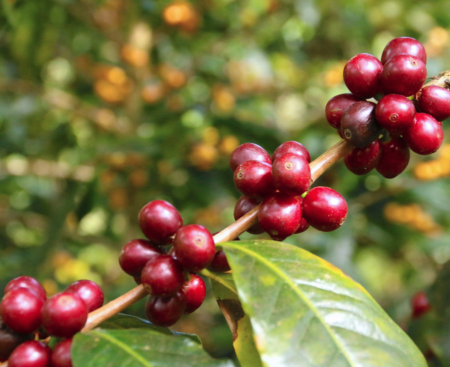 Kahondo (D.R. Congo) Variety