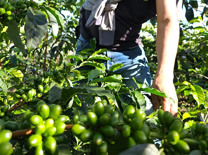 Aurelio Lasso (Colombia)_Fermentation