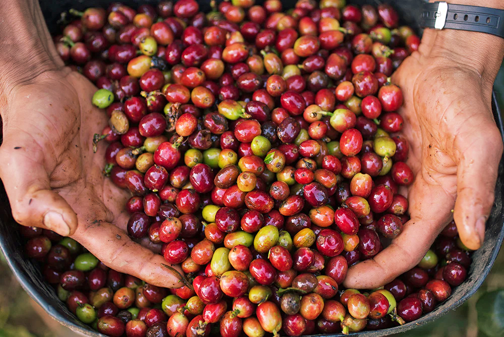 El Desarrollo (Colombia) Variety