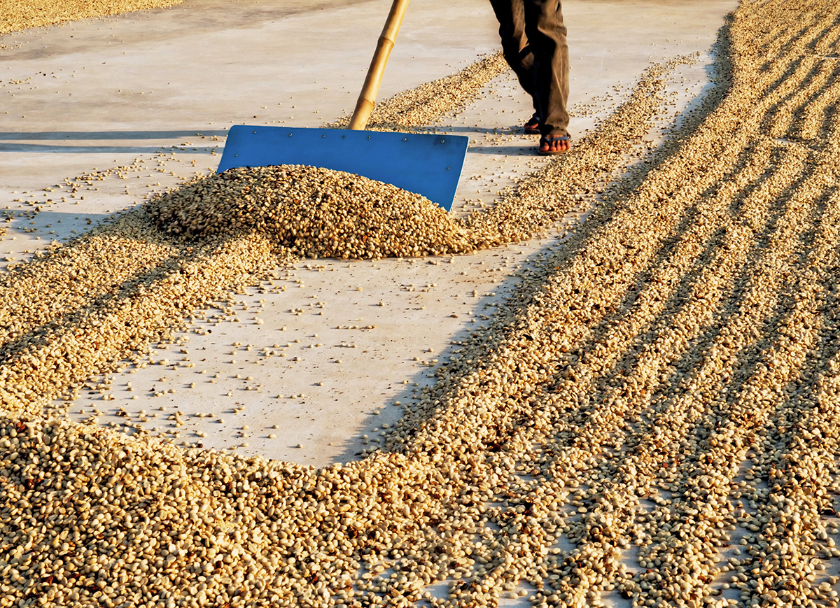 El Desarrollo (Colombia) Process