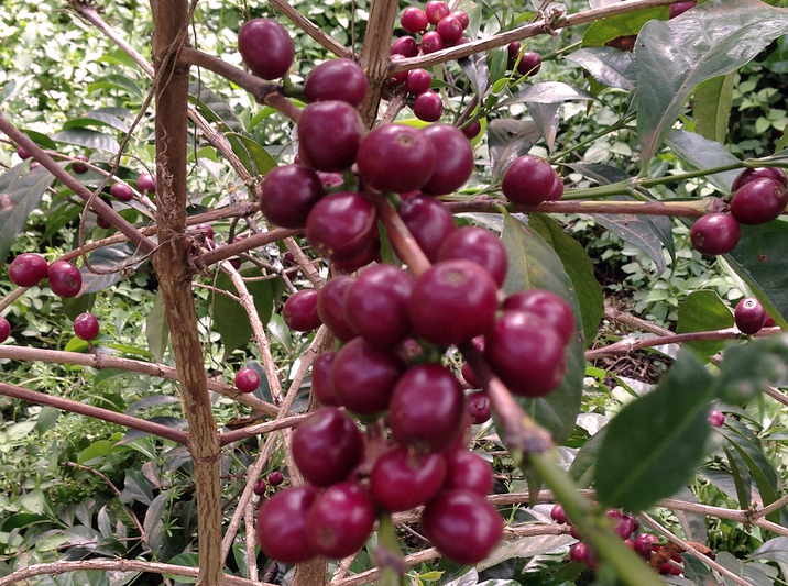 Variety