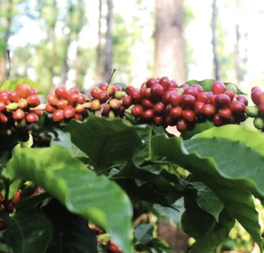 Ratnagiri Estate Lab (India)