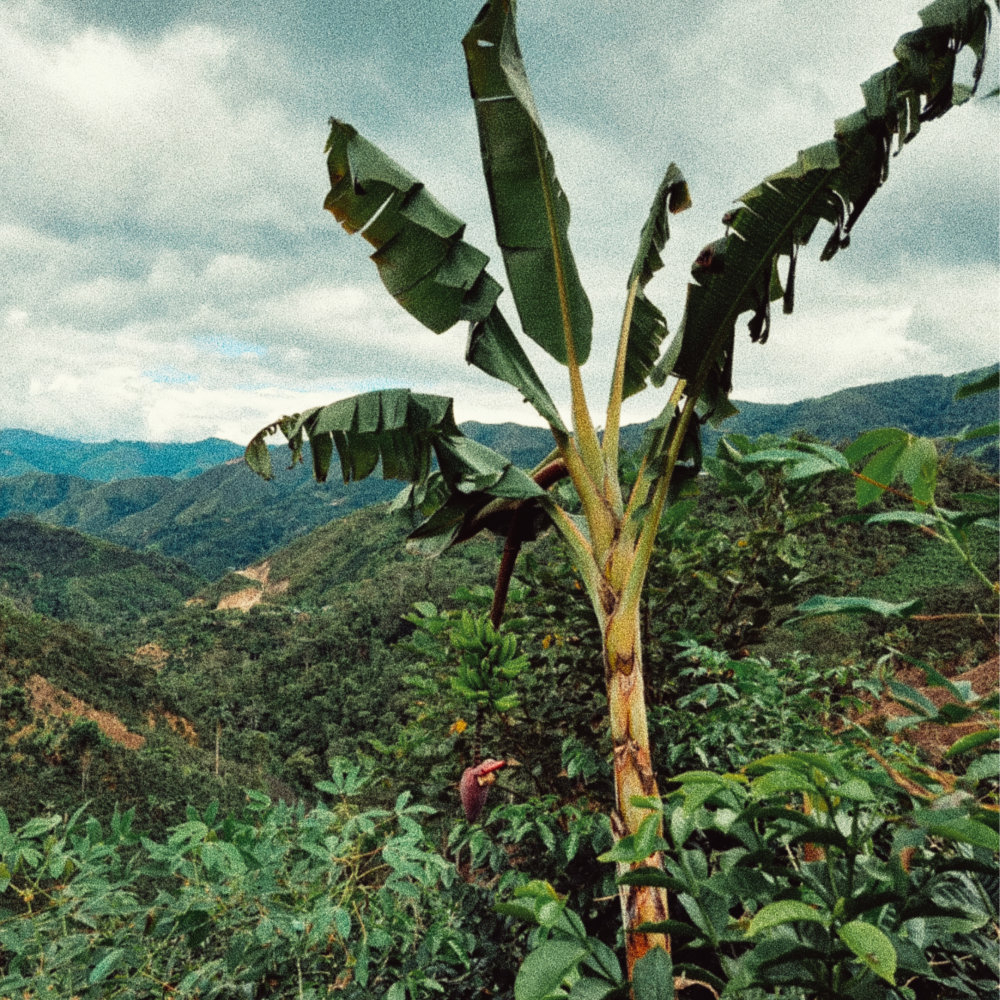 La Torre Mejia (Peru)