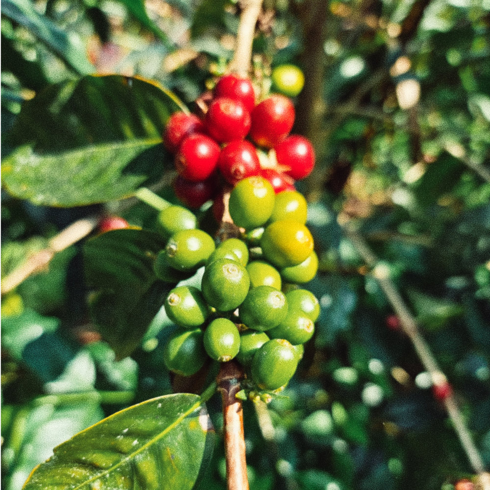 La Torre Mejia (Peru)