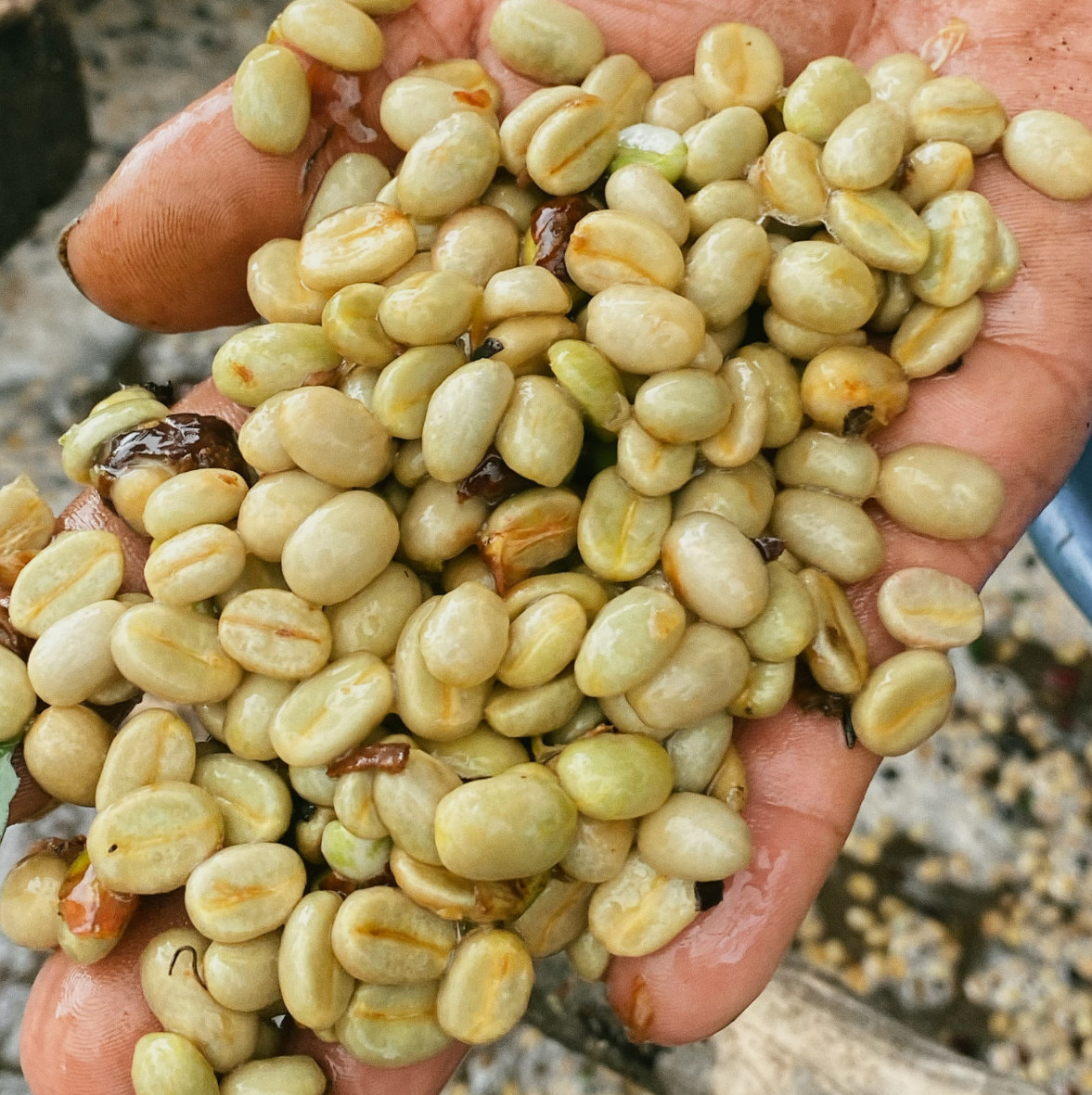 Cumbres, Decaffeinated (Colombia)
