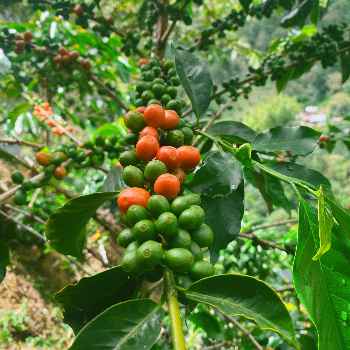 Cumbres, Decaffeinated (Colombia)
