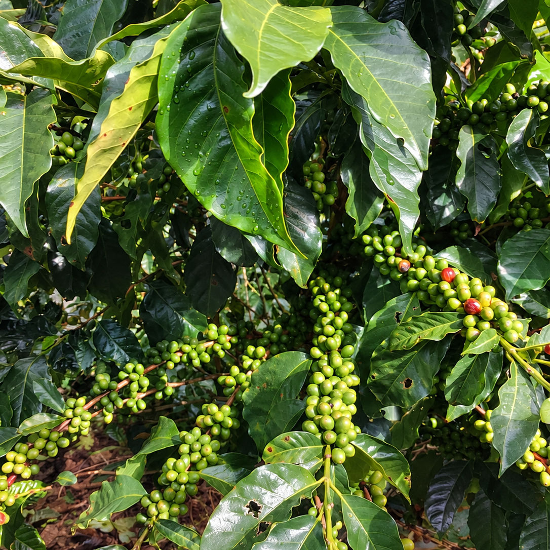 San Cristobal (Costa Rica)
