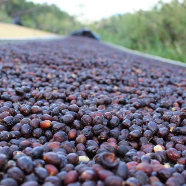 Natural dry (fermentation)