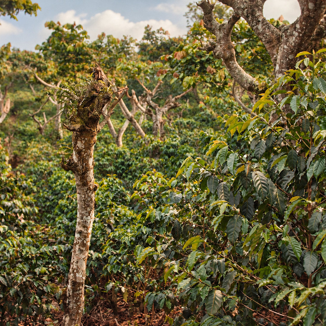 Finca Las Nubes (El Salvador)